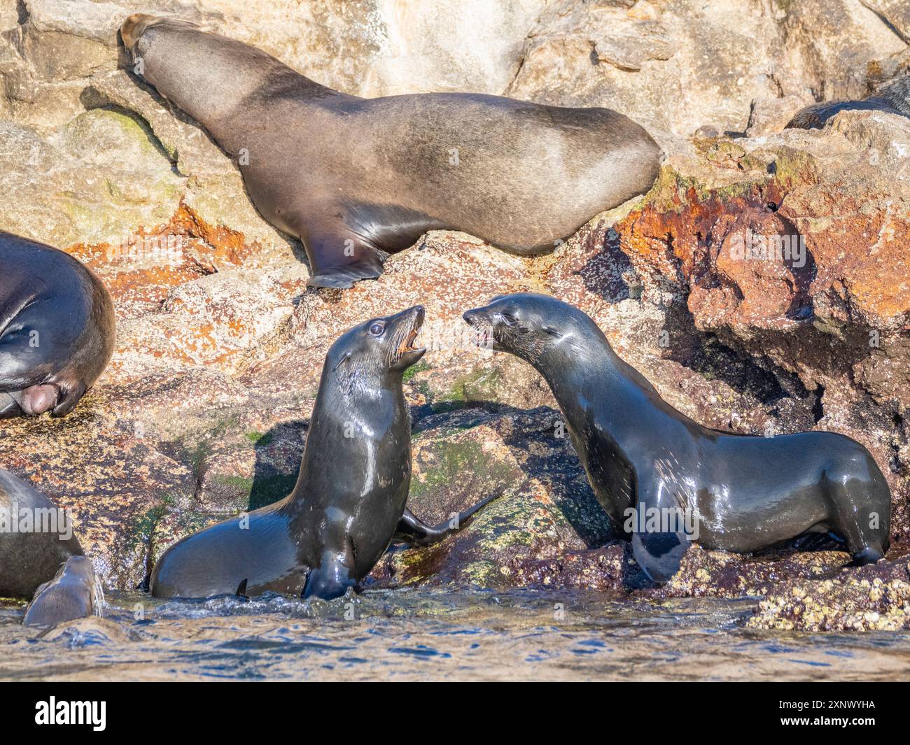 Otaries à fourrure de Guadalupe (Arctocephalus townsendi), à la nouvelle sortie sur l'île de Las Animas, basse-Californie du Sud, mer de Cortez, Mexique, Amérique du Nord Banque D'Images