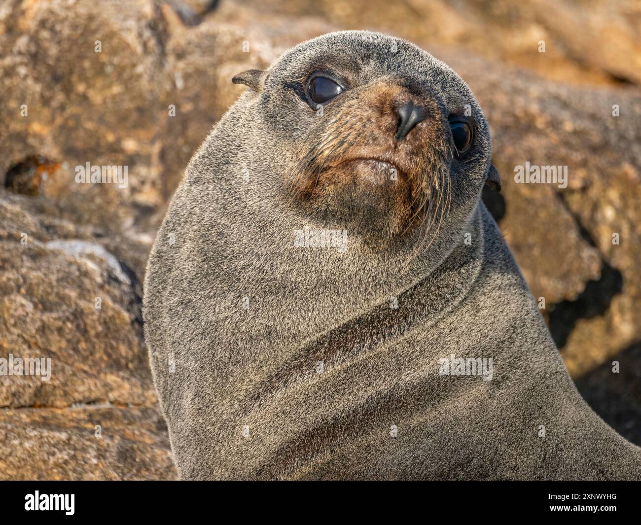 Phoque à fourrure de Guadalupe (Arctocephalus townsendi), à la nouvelle sortie sur l'île de Las Animas, basse-Californie du Sud, mer de Cortez, Mexique, Amérique du Nord Banque D'Images