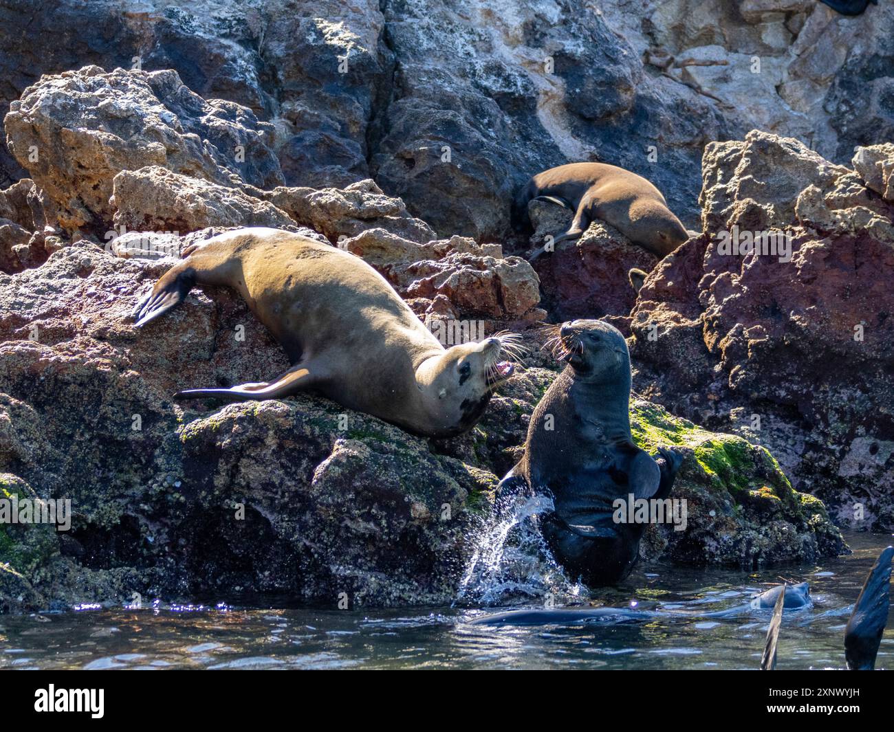 Otaries à fourrure de Guadalupe (Arctocephalus townsendi), à la nouvelle sortie sur l'île de Las Animas, basse-Californie du Sud, mer de Cortez, Mexique, Amérique du Nord Banque D'Images