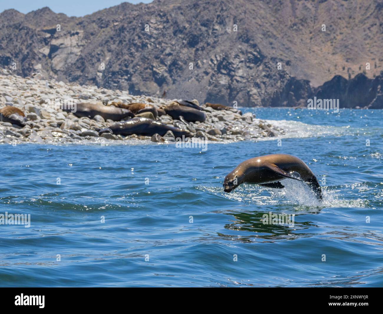 Lion de mer de Californie (Zalophus californianus), marsouin dans l'eau à Puerto Refugio, basse Californie, mer de Cortez, Mexique, Amérique du Nord Banque D'Images