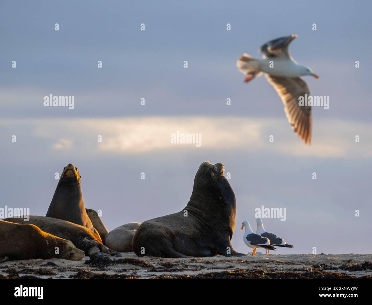 Taureau californianus (Zalophus californianus), sur la plage de Puerto Refugio, basse Californie, mer de Cortez, Mexique, Amérique du Nord Banque D'Images