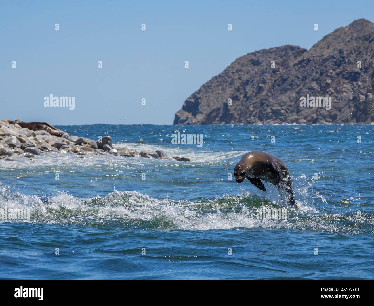 Lion de mer de Californie (Zalophus californianus), marsouin dans l'eau à Puerto Refugio, basse Californie, mer de Cortez, Mexique, Amérique du Nord Banque D'Images