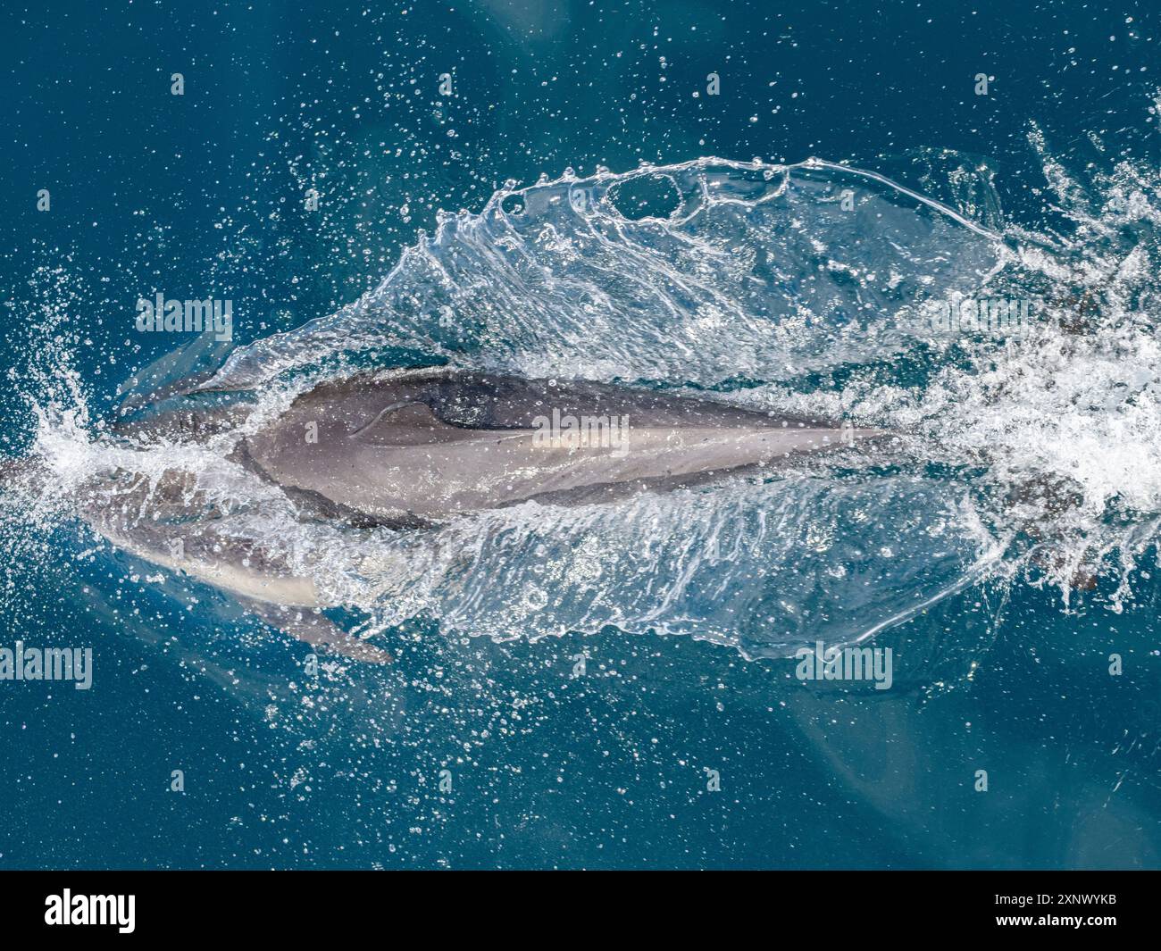 Un dauphin commun à long bec (Delphinus capensis), faisant surface au large de Gorda Banks, basse-Californie du Sud, Mexique, Amérique du Nord Banque D'Images