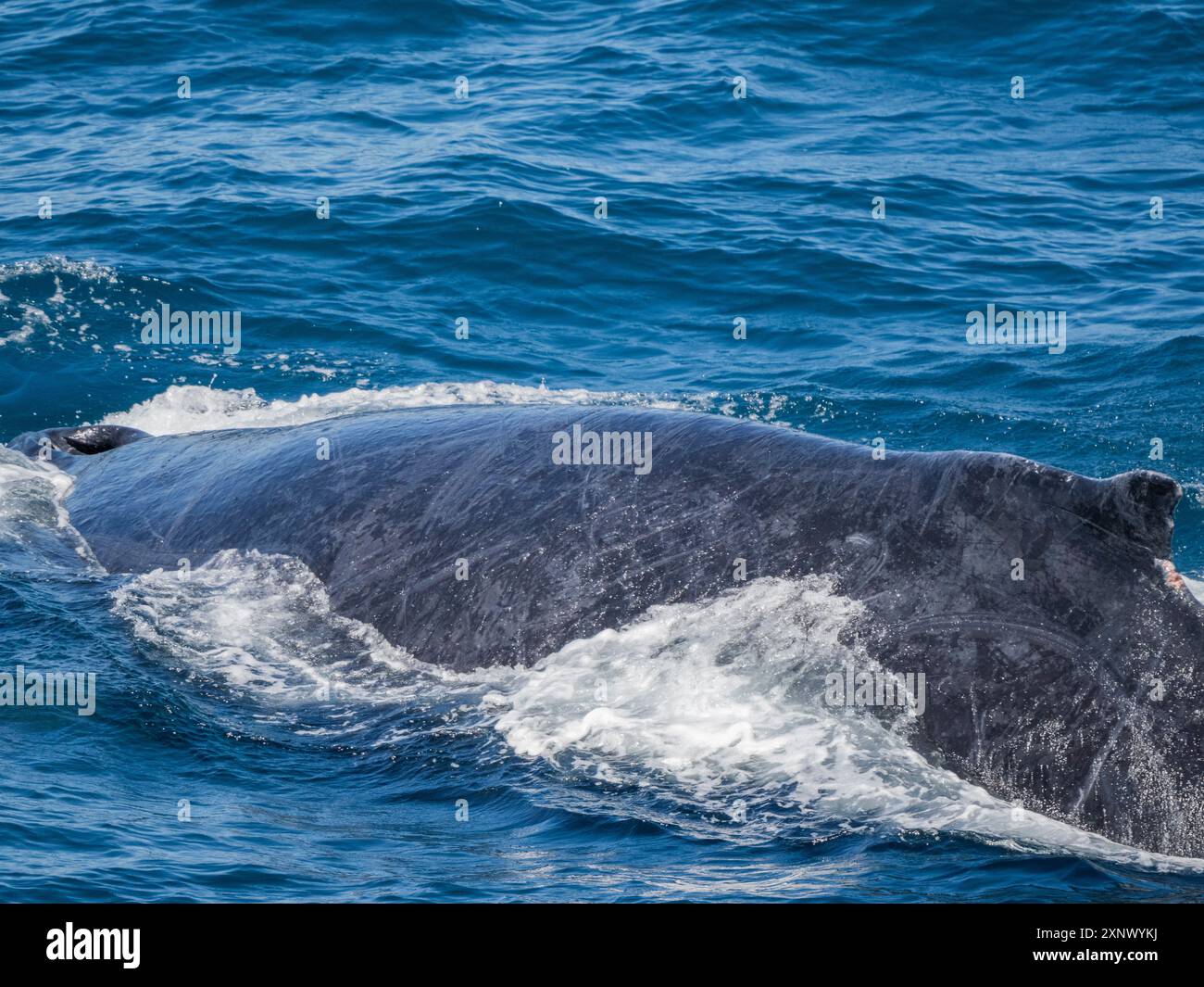 Baleine à bosse (Megaptera novaeangliae), faisant surface au large de San Jose del Cabo, basse-Californie du Sud, Mexique, Amérique du Nord Banque D'Images
