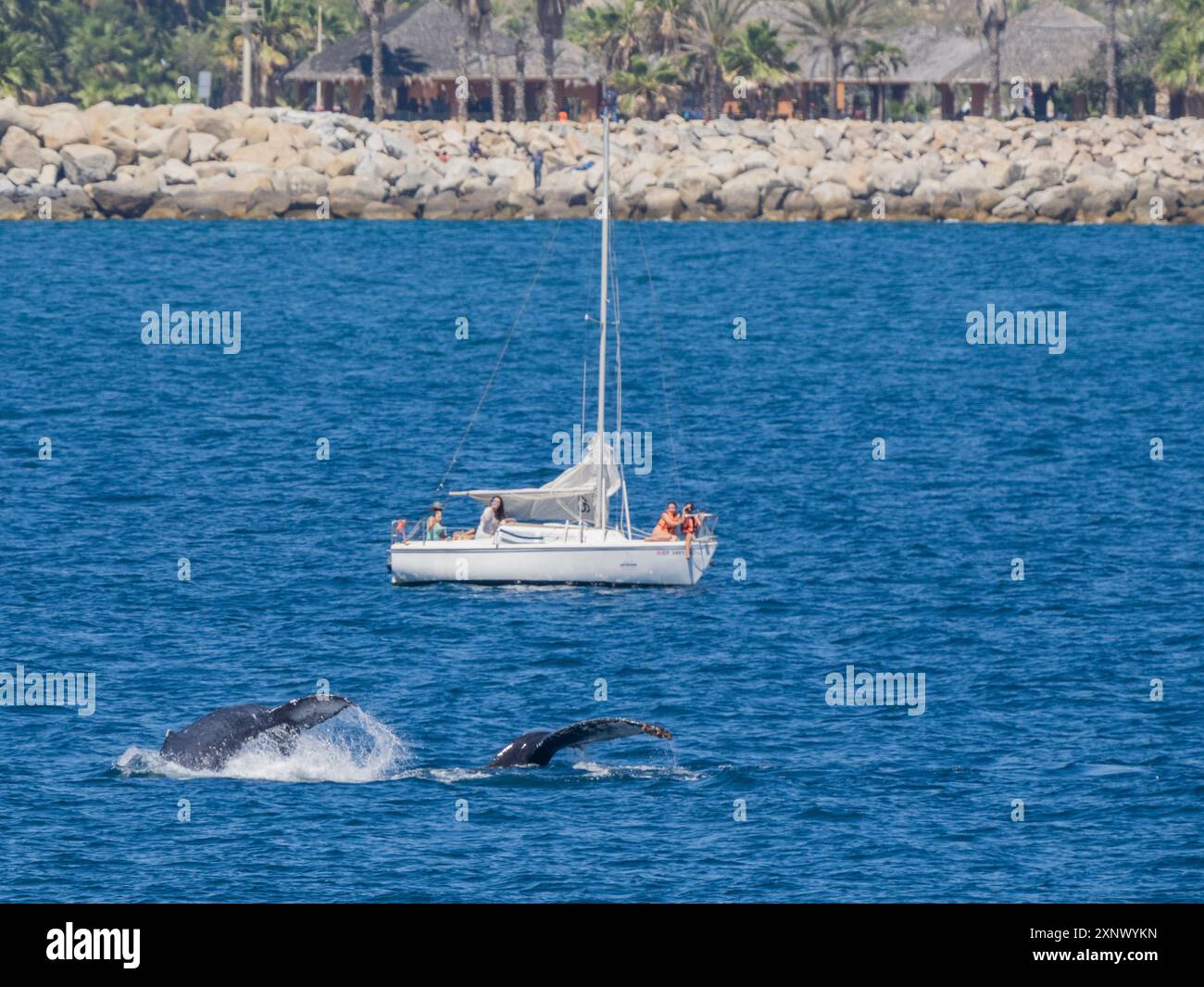 Baleines à bosse (Megaptera novaeangliae), près d'un bateau touristique au large de San Jose del Cabo, basse-Californie du Sud, Mexique, Amérique du Nord Banque D'Images