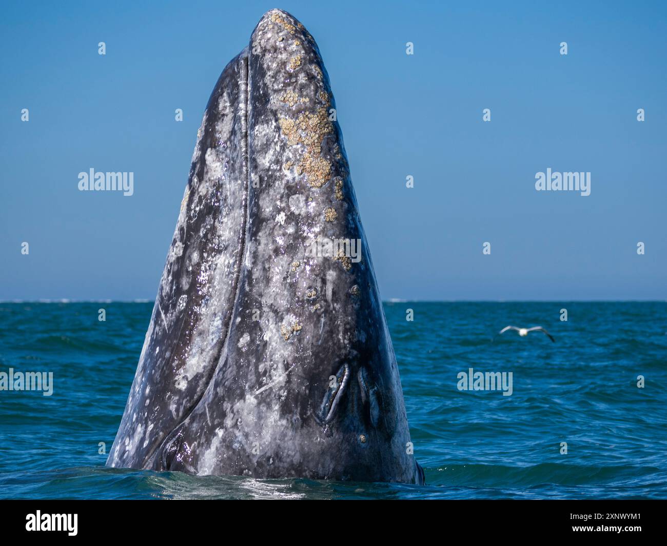 Baleine grise adulte de Californie (Eschrictius robustus), espionnage dans la lagune de San Ignacio, basse-Californie, Mexique, Amérique du Nord Banque D'Images