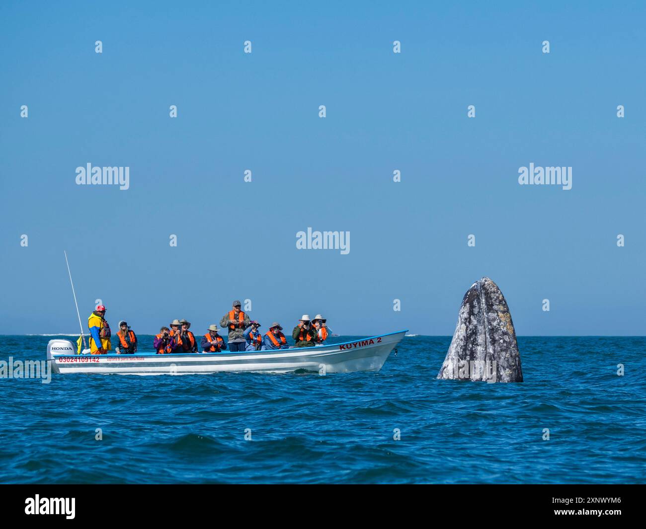 Baleine grise de Californie (Eschrictius robustus), espionnage près d'un bateau dans la lagune de San Ignacio, basse-Californie, Mexique, Amérique du Nord Banque D'Images