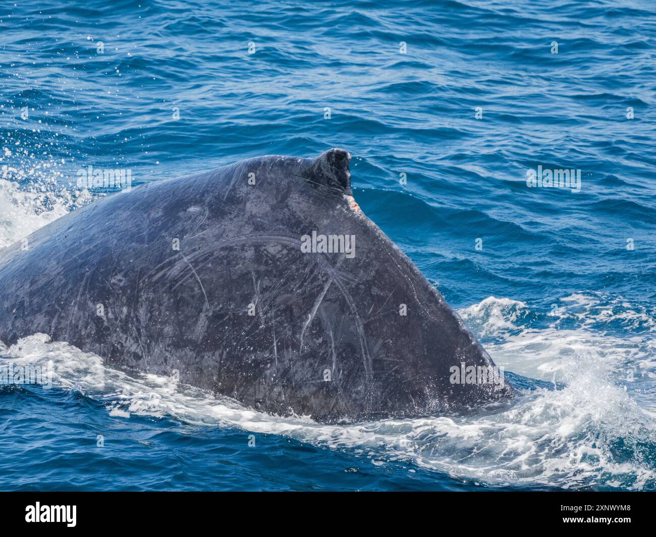 Baleine à bosse (Megaptera novaeangliae), faisant surface au large de San Jose del Cabo, basse-Californie du Sud, Mexique, Amérique du Nord Banque D'Images