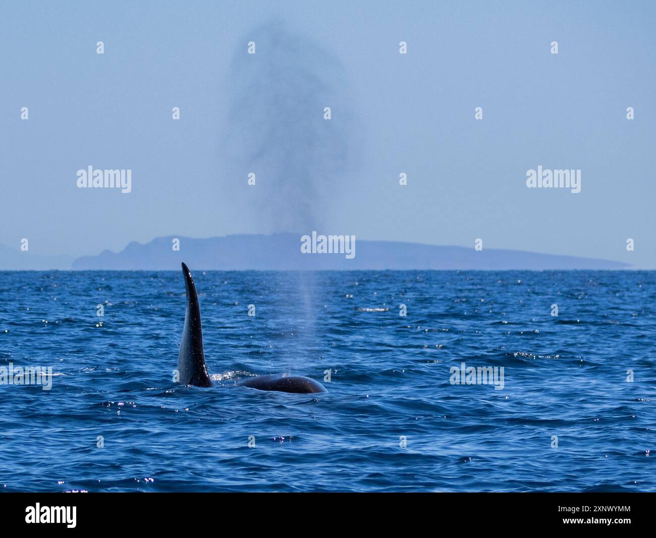 Nacelle d'épaulard (Orcinus Orca), au large de Punta Colorada, Isla San Jose, basse-Californie sur, Mexique, Amérique du Nord Banque D'Images
