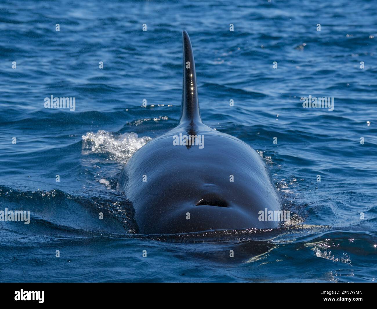 Nacelle d'épaulard (Orcinus Orca), au large de Punta Colorada, Isla San Jose, basse-Californie sur, Mexique, Amérique du Nord Banque D'Images