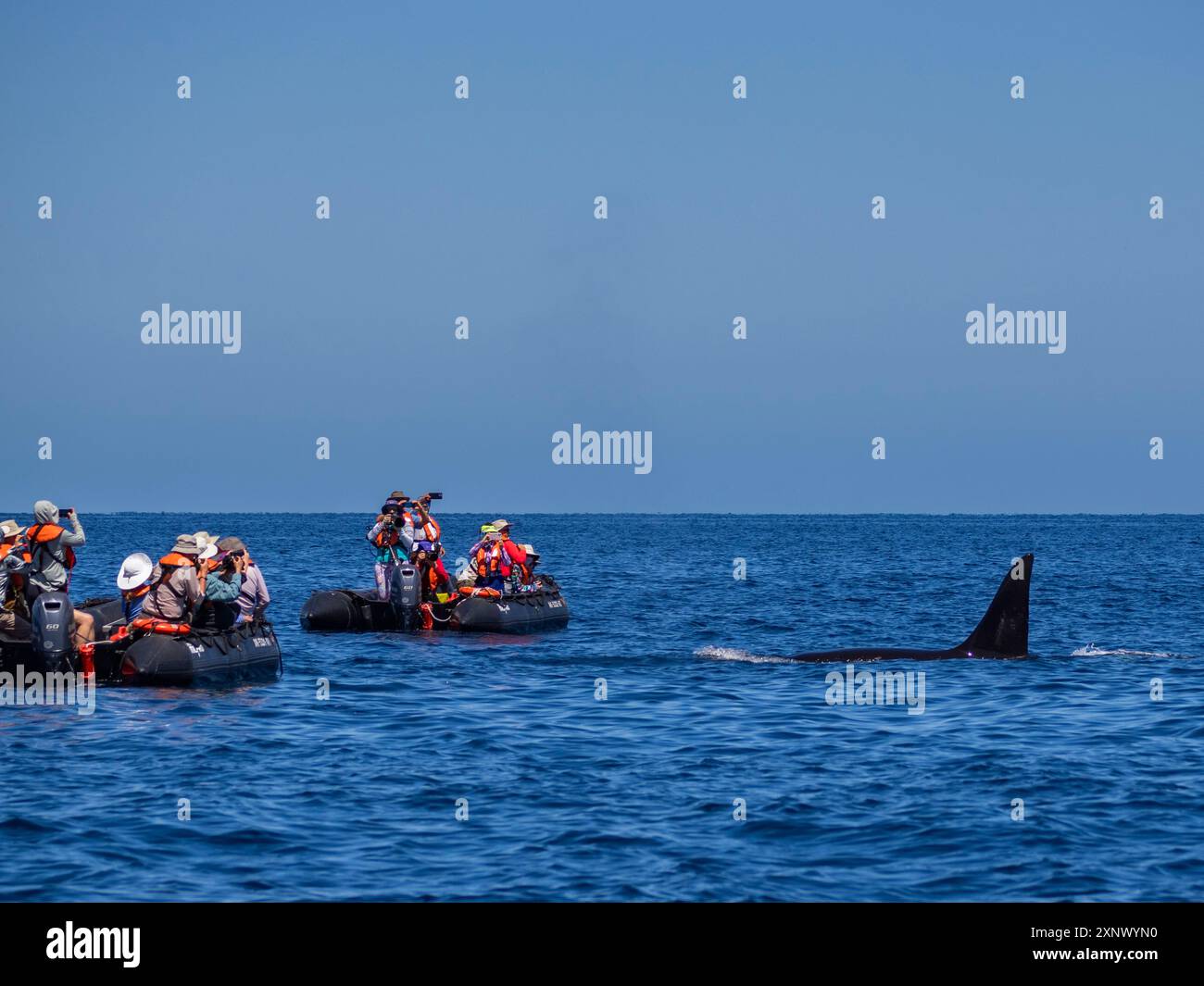 Nacelle d'épaulard (Orcinus Orca) à côté des touristes dans les inflatables au large de Punta Colorada, Isla San Jose, basse Californie sur, Mexique, Amérique du Nord Banque D'Images