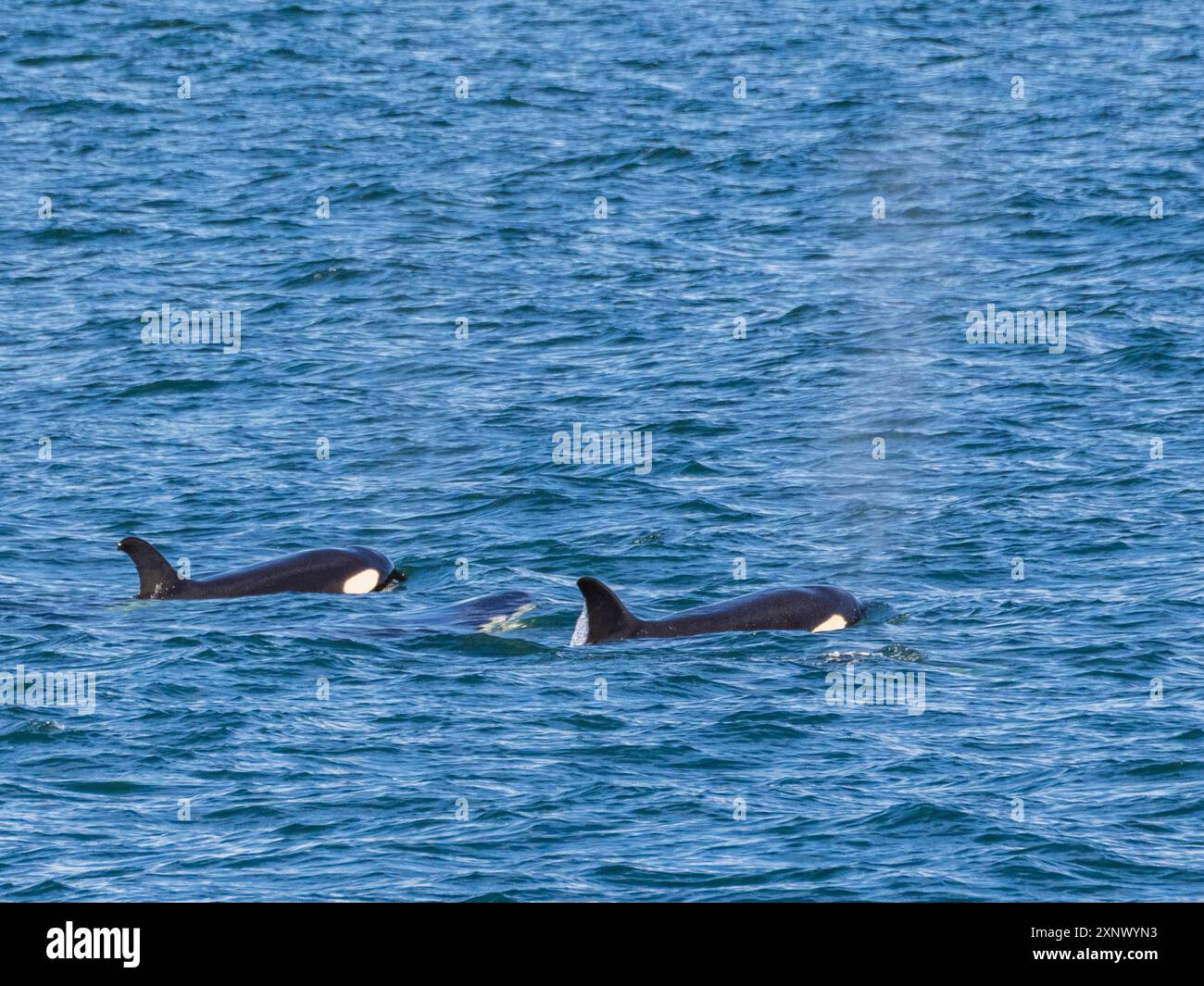 Épaulards (Orcinus Orca), au large de Isla Carmen, basse-Californie du Sud, Mexique, Amérique du Nord Banque D'Images