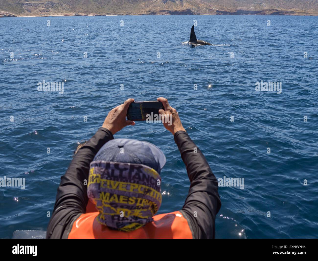 Nacelle d'épaulard (Orcinus Orca), touriste publicitaire au large de Punta Colorada, Isla San Jose, basse Californie du Sud, Mexique, Amérique du Nord Banque D'Images
