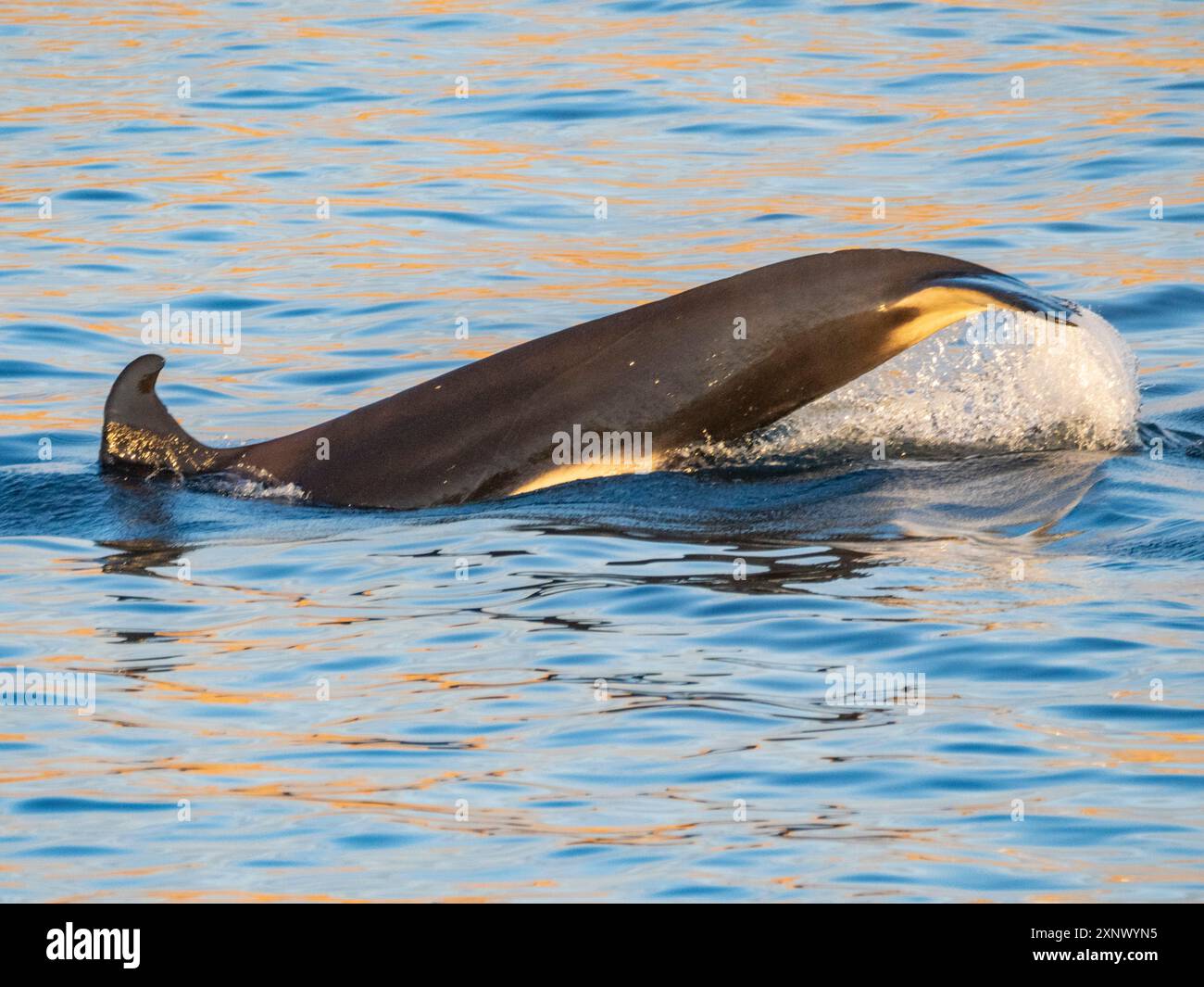 Femelle d'épaulard (Orcinus Orca), haletant la queue au large de l'Isla San Lorenzo, basse Californie, mer de Cortez, Mexique, Amérique du Nord Banque D'Images