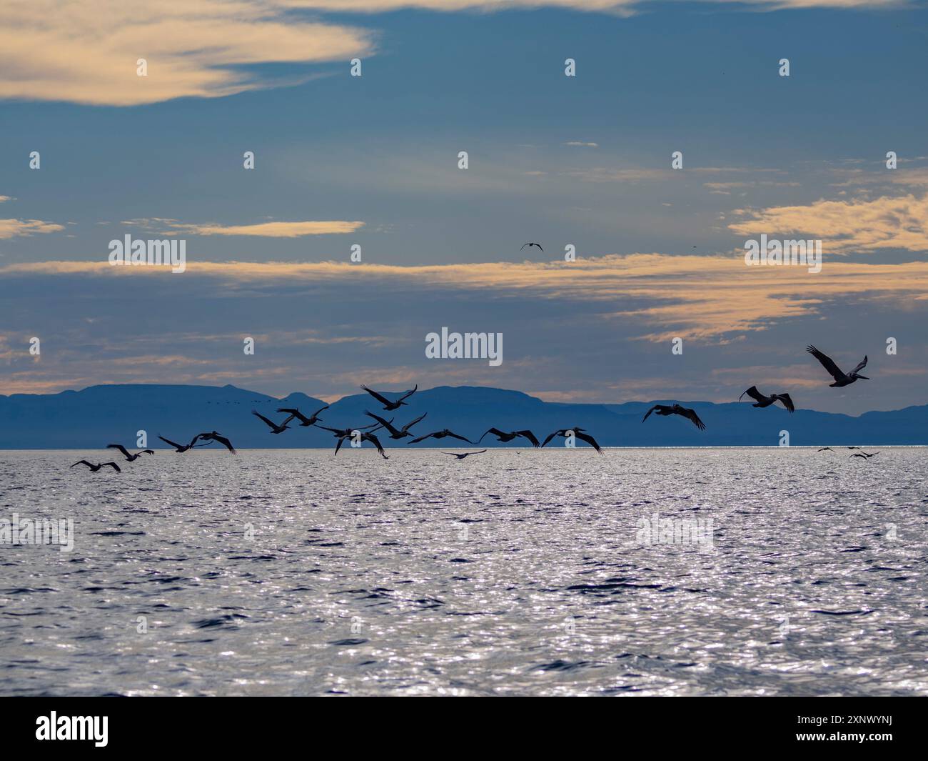 Pélicans bruns adultes (Pelecanus occidentalis), en formation en vol près d'Isla Tortuga, basse-Californie, Mexique, Amérique du Nord Banque D'Images