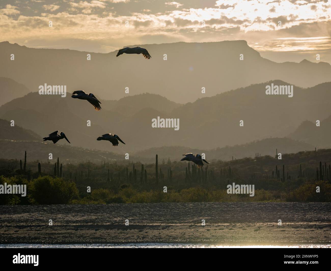 Pélicans bruns adultes (Pelecanus occidentalis), en formation en vol, Puerto Gatos, basse-Californie du Sud, Mexique, Amérique du Nord Banque D'Images