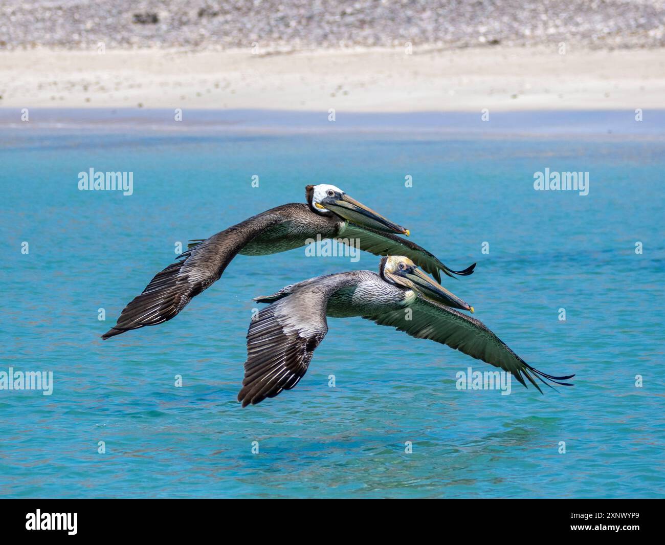 Pélicans bruns adultes (Pelecanus occidentalis), volant en formation, Isla Carmen, Baja California sur, Mexique, Amérique du Nord Banque D'Images