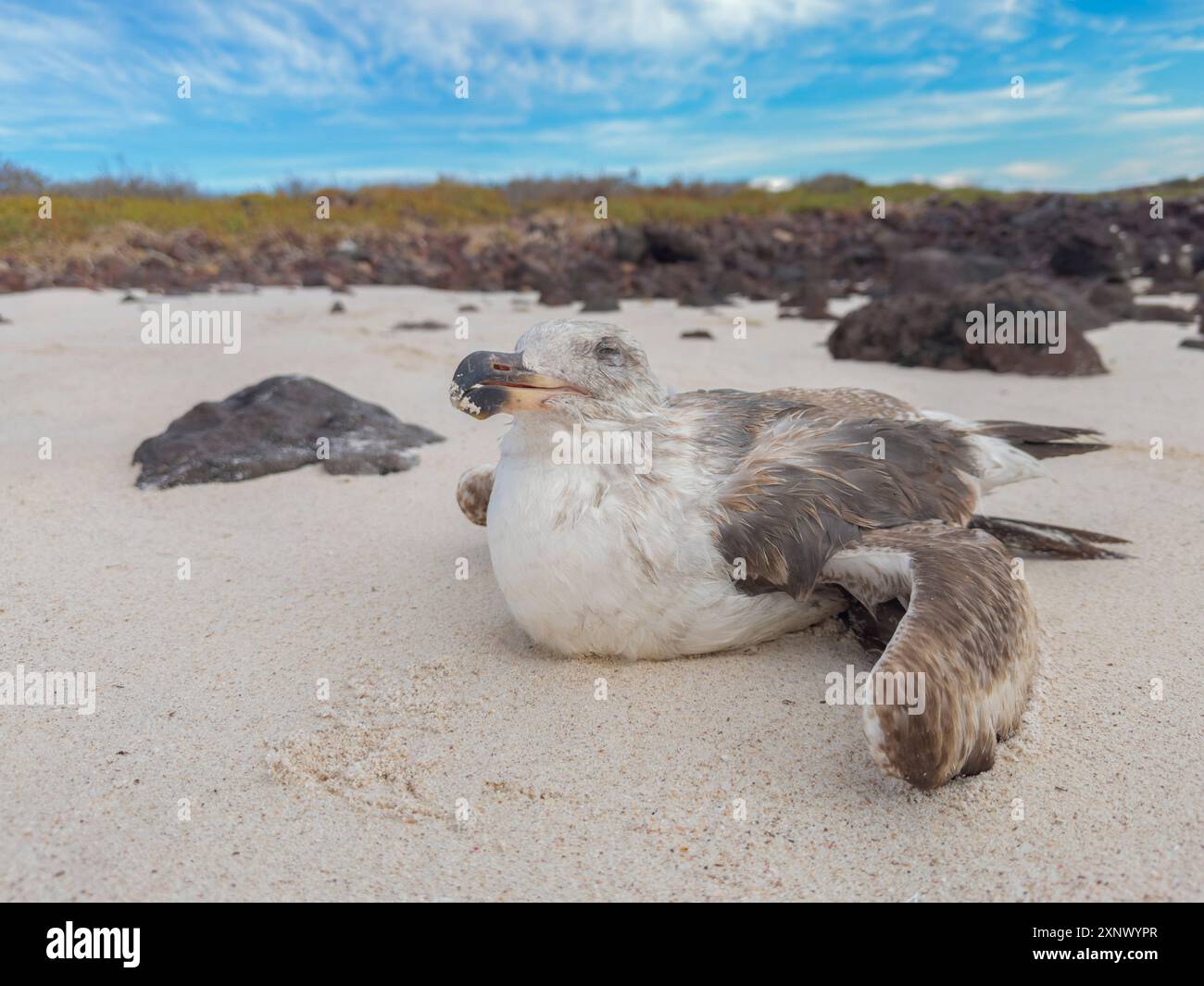 Goélette à pattes jaunes juvéniles blessée (Larus livens), sur Isla Coronado, basse Californie sur, mer de Cortez, Mexique, Amérique du Nord Banque D'Images