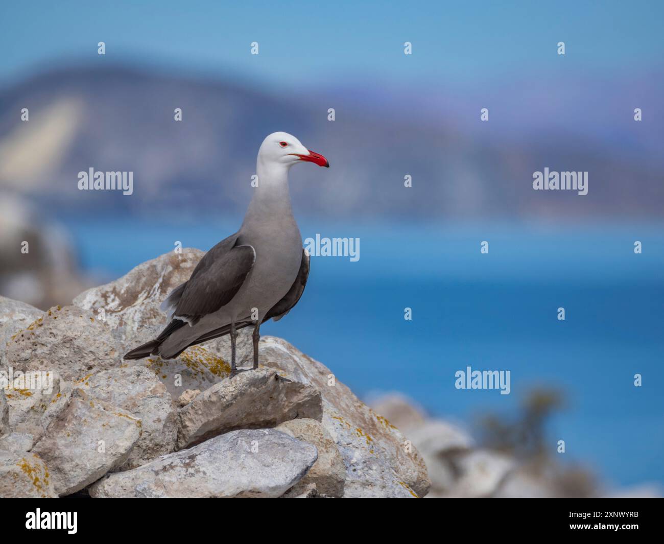 Goélette de Heermann (Larus heermanni), à la colonie de reproduction sur Isla Rasa, basse Californie, mer de Cortez, Mexique, Anerica du Nord Banque D'Images