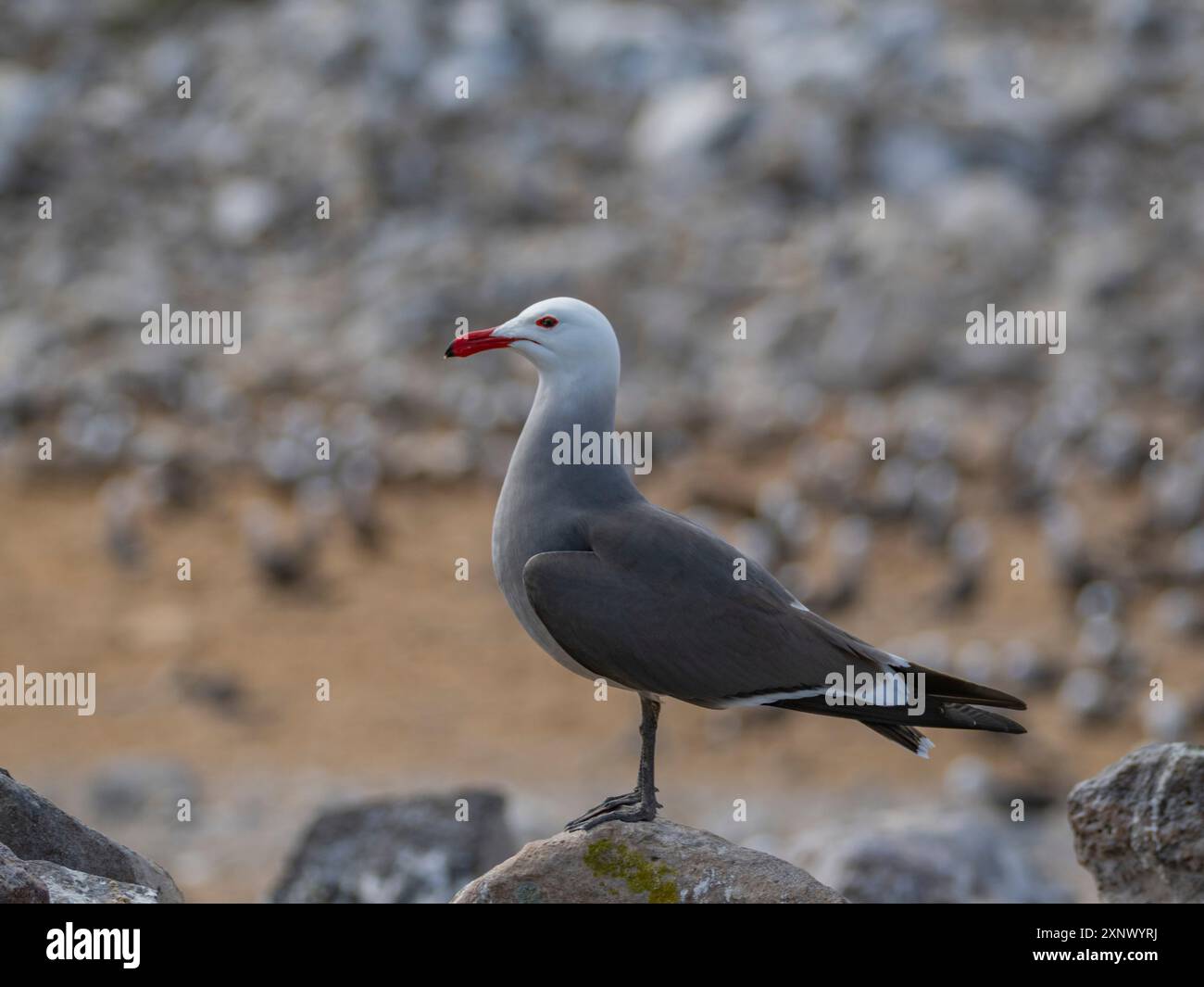 Goélands de Heermann (Larus heermanni), à la colonie de reproduction sur Isla Rasa, basse Californie, mer de Cortez, Mexique, Anerica du Nord Banque D'Images