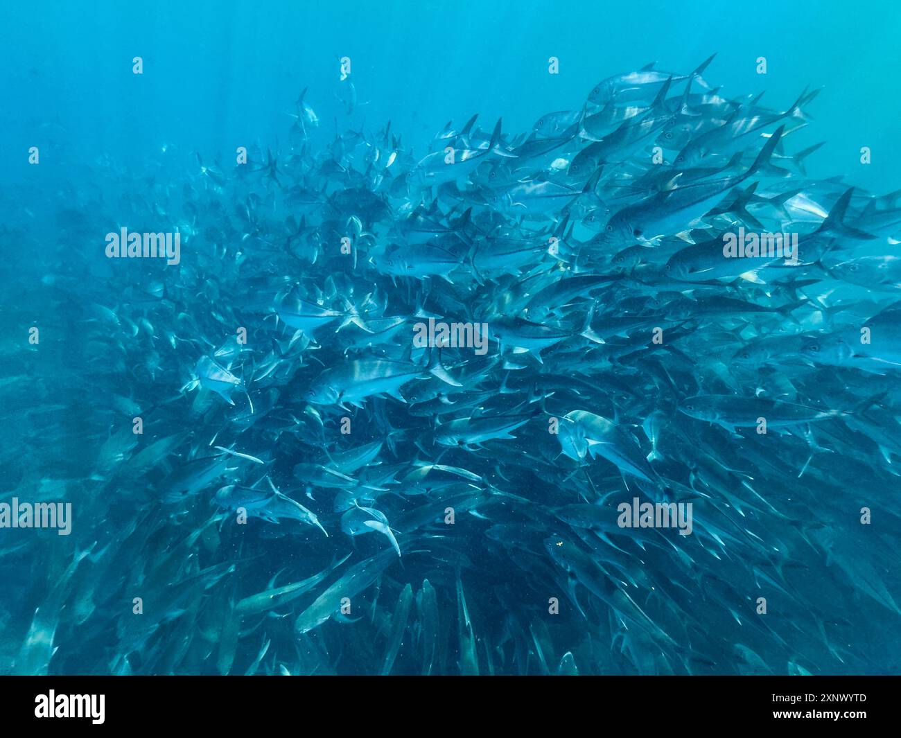 Bigeye trevally (Caranx sexfasciatus), école dans le parc marin national de Cabo Pulmo, basse-Californie du Sud, Mexique, Amérique du Nord Banque D'Images