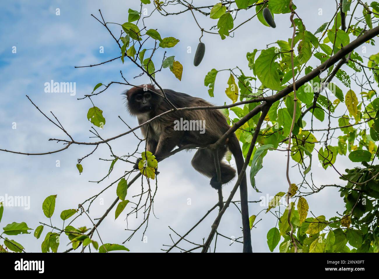 Singe vervet (Chlorocebus), Parc national de Gombe Stream, Lac Tanganyika, Tanzanie, Afrique de l'est, Afrique Banque D'Images