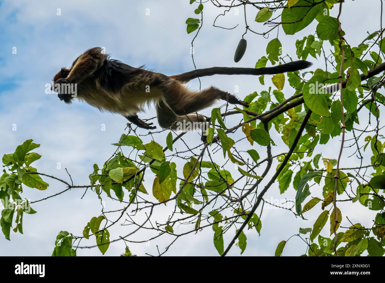 Singe vervet (Chlorocebus), Parc national de Gombe Stream, Lac Tanganyika, Tanzanie, Afrique de l'est, Afrique Banque D'Images