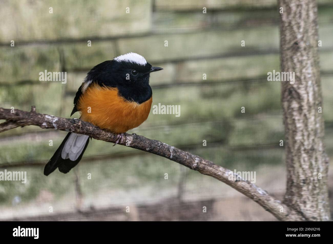 Borneoschama (Copsychus stricklandi), Walsrode Bird Park, basse-Saxe, Allemagne Banque D'Images