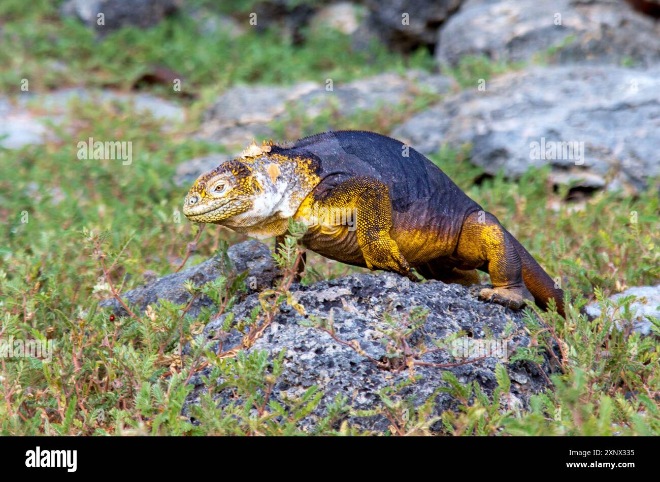 L'Iguana de la Terre des Galapagos (Conolophus subcristatus), peut atteindre cinq pieds de long et vivre pendant 60 ans, South Plaza Island, Galapagos, UNESCO, Équateur Banque D'Images