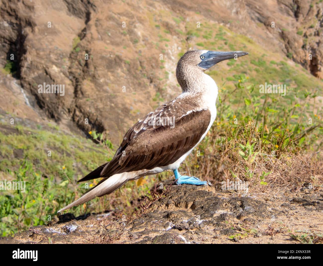 Le sula nebouxii (Sula nebouxii), un oiseau marin trouvé dans le Pacifique oriental, Galapagos, UNESCO, Équateur Banque D'Images