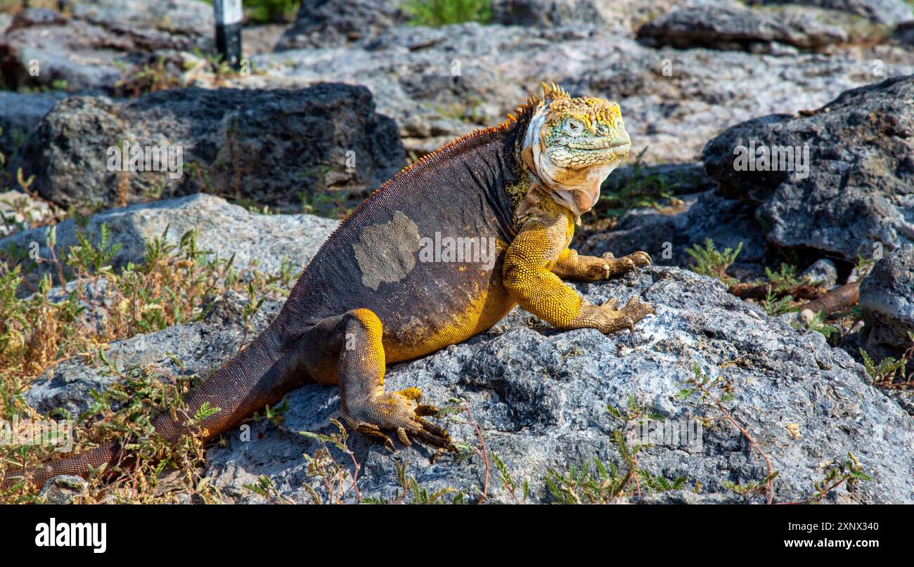 Galapagos Land Iguana, une grande espèce de lézard, qui peut atteindre cinq pieds de long et vivre 60 ans, Galapagos, UNESCO, Équateur Banque D'Images
