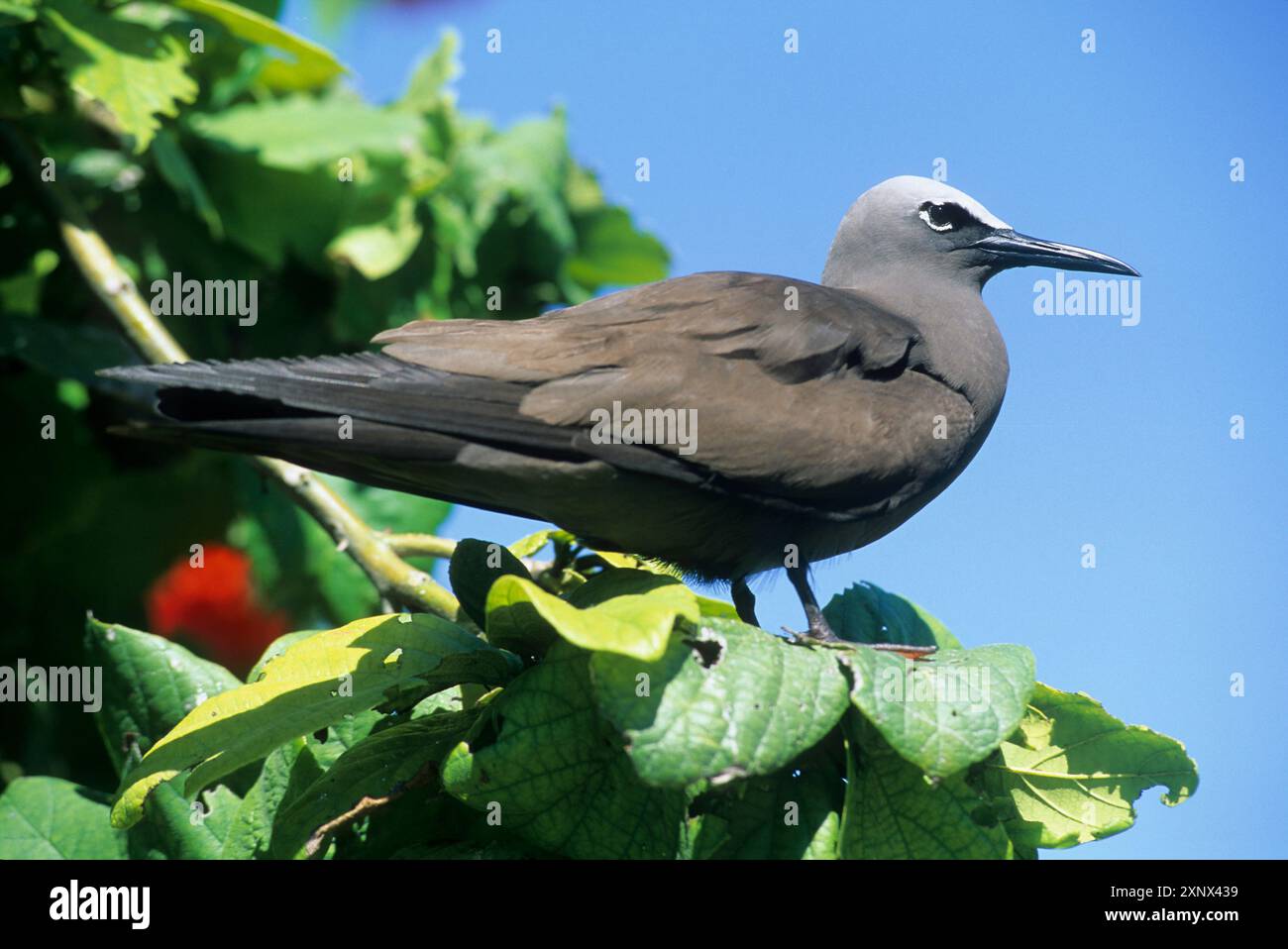 Petit Noddy (Anous tenuirostris), Bird Island, République des Seychelles, Océan Indien, Afrique Banque D'Images