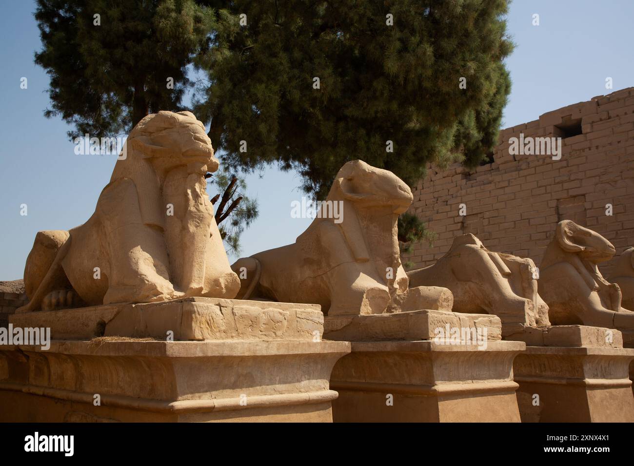 Rangée de sphinx à tête de RAM, entrée du couloir, complexe du temple de Karnak, site du patrimoine mondial de l'UNESCO, Louxor, Égypte, Afrique du Nord, Afrique Banque D'Images