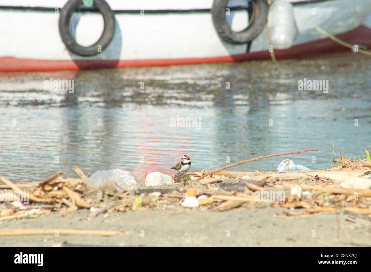 Petit pluvier annelé dans l'habitat naturel. Portrait de petit pluvier annelé, oiseau debout sur la rive de la mer Méditerranée. Banque D'Images Petit pluvier annelé dans l'habitat naturel. Portrait de petit pluvier annelé, oiseau debout sur la rive de la mer Méditerranée. Banque D'Images