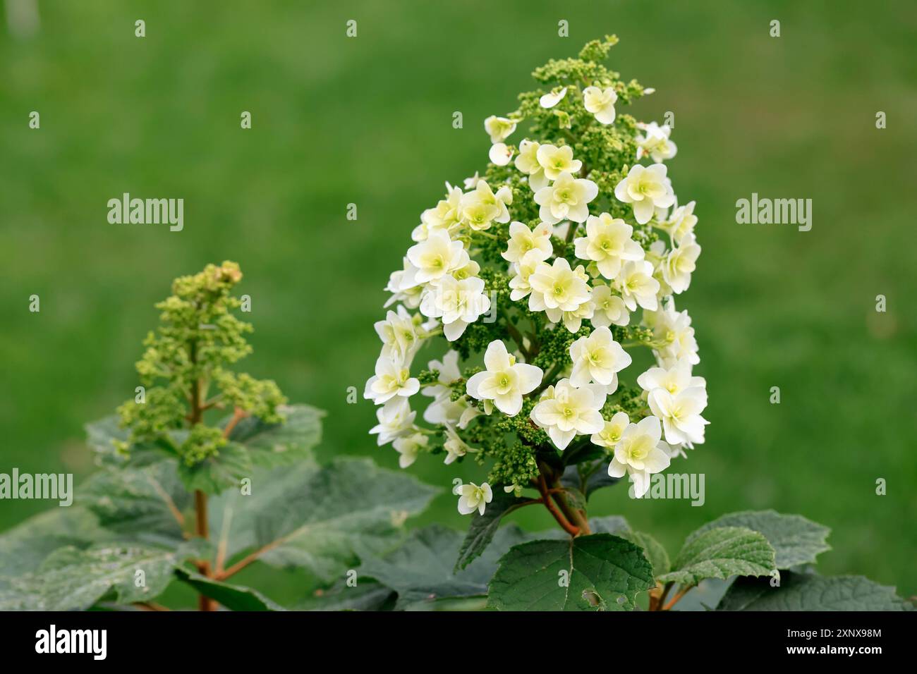 Hortensia (Hydrangea quercifolia), fleur, en fleur, Allemagne Banque D'Images