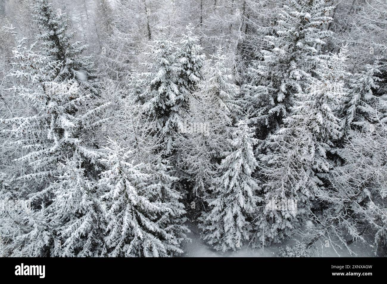 Neige hivernale dans les Alpes italiennes, avec la montagne de Ponte di Legno dans la province de Brescia, Lombardie, Italie, Europe Copyright : MichelexRossetti 1299-172 Banque D'Images