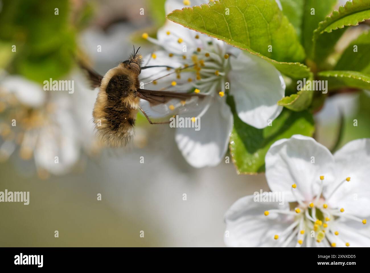 mouche laineuse sur l'arbre fruitier Banque D'Images