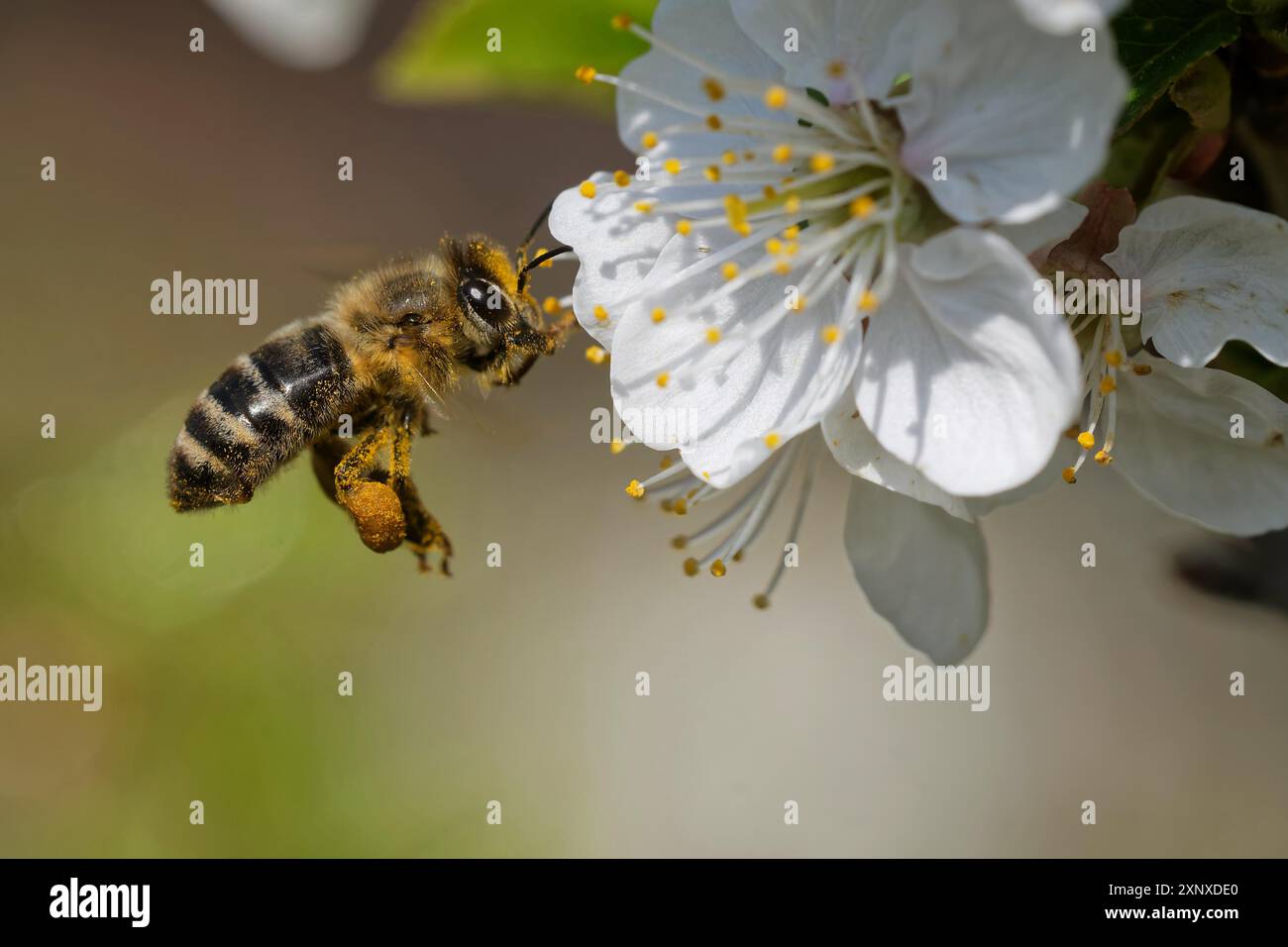 Abeille arbre Banque de photographies et d’images à haute résolution — free download