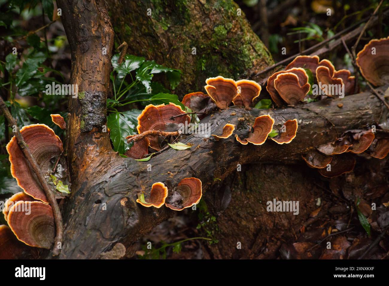 Champignon Reishi Ganoderma lucidum 14166 Banque D'Images