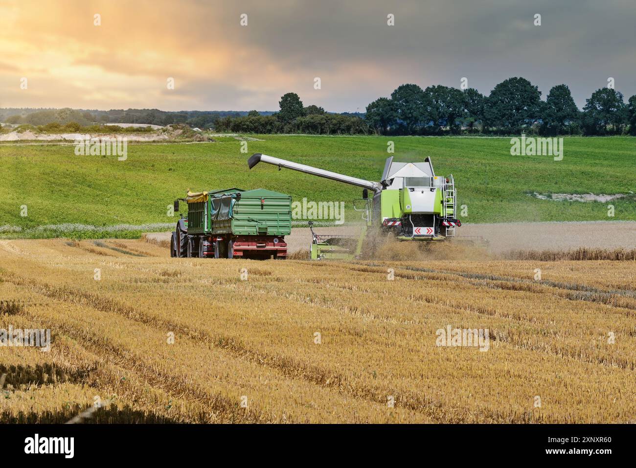 Moissonneuse-batteuse et tracteur avec remorques conduisant côte à côte à travers le champ de céréales au moment de la récolte au coucher du soleil d'été, paysage agricole, agr Banque D'Images