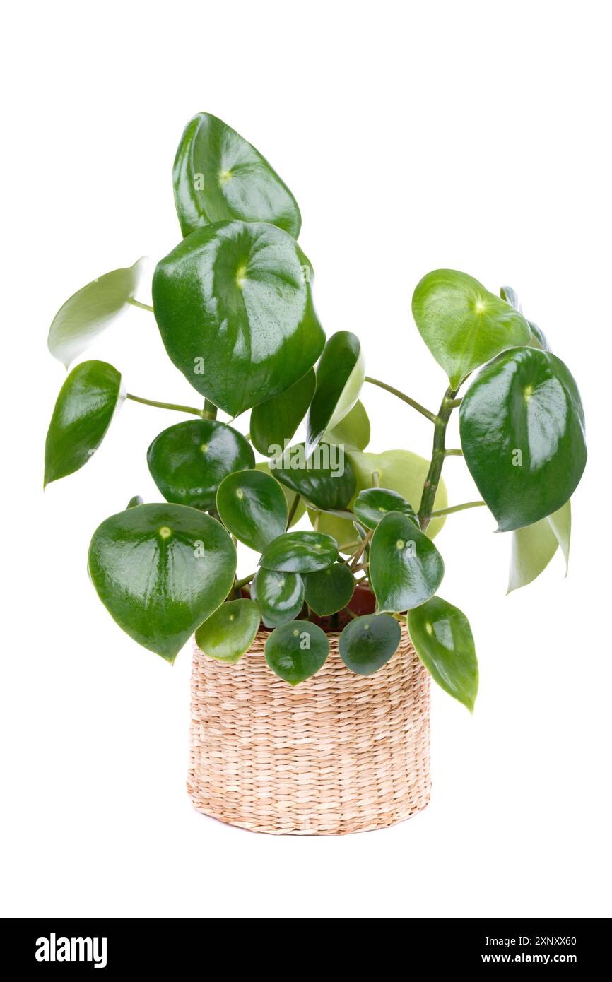 Peperomia polybotrya aussi appelé peperomia Raindrop ou usine de monnaie chinoise dans un pot isolé sur fond blanc vertical Banque D'Images
