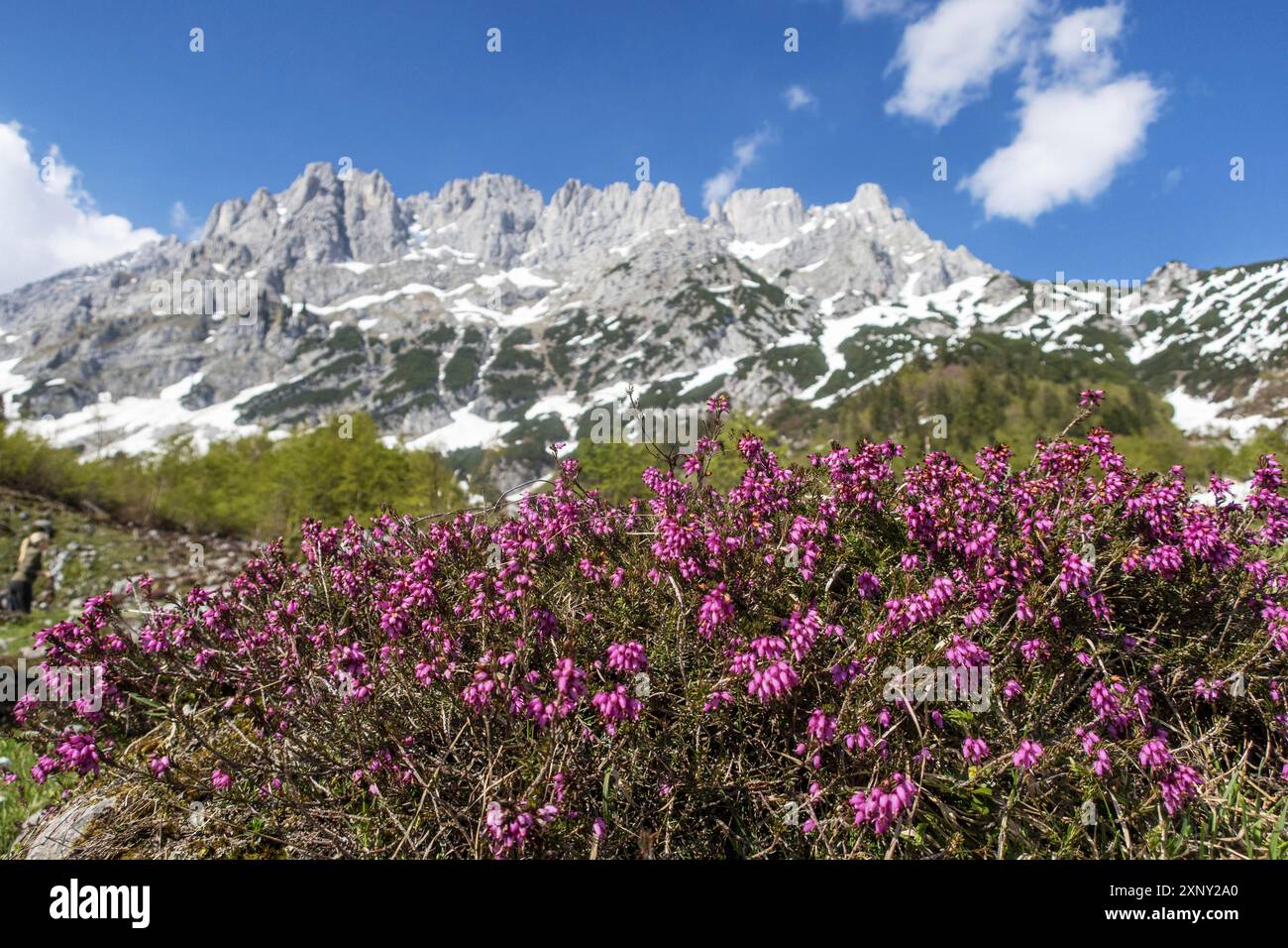 Usine de bruyère dans le Wilder Kaiser Banque D'Images