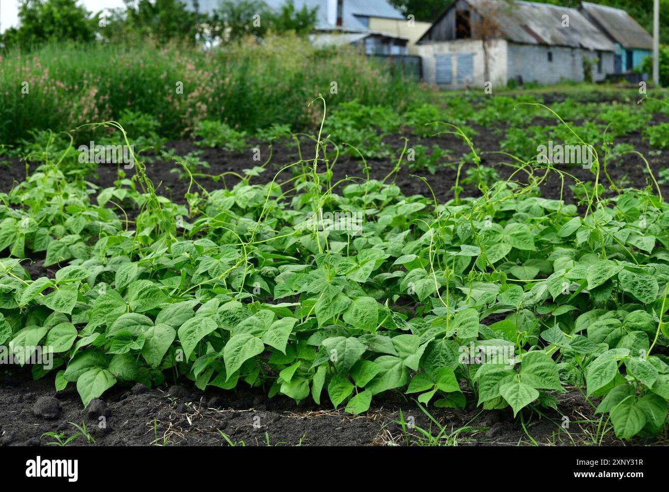 Jeune germe de haricots poussant dans le jardin Banque D'Images