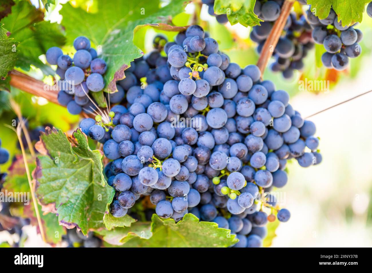 Gros plan des raisins de vin bleu accrochent sur une plante de vigne dans un pays viticole pendant l'automne, la lumière du soleil Banque D'Images