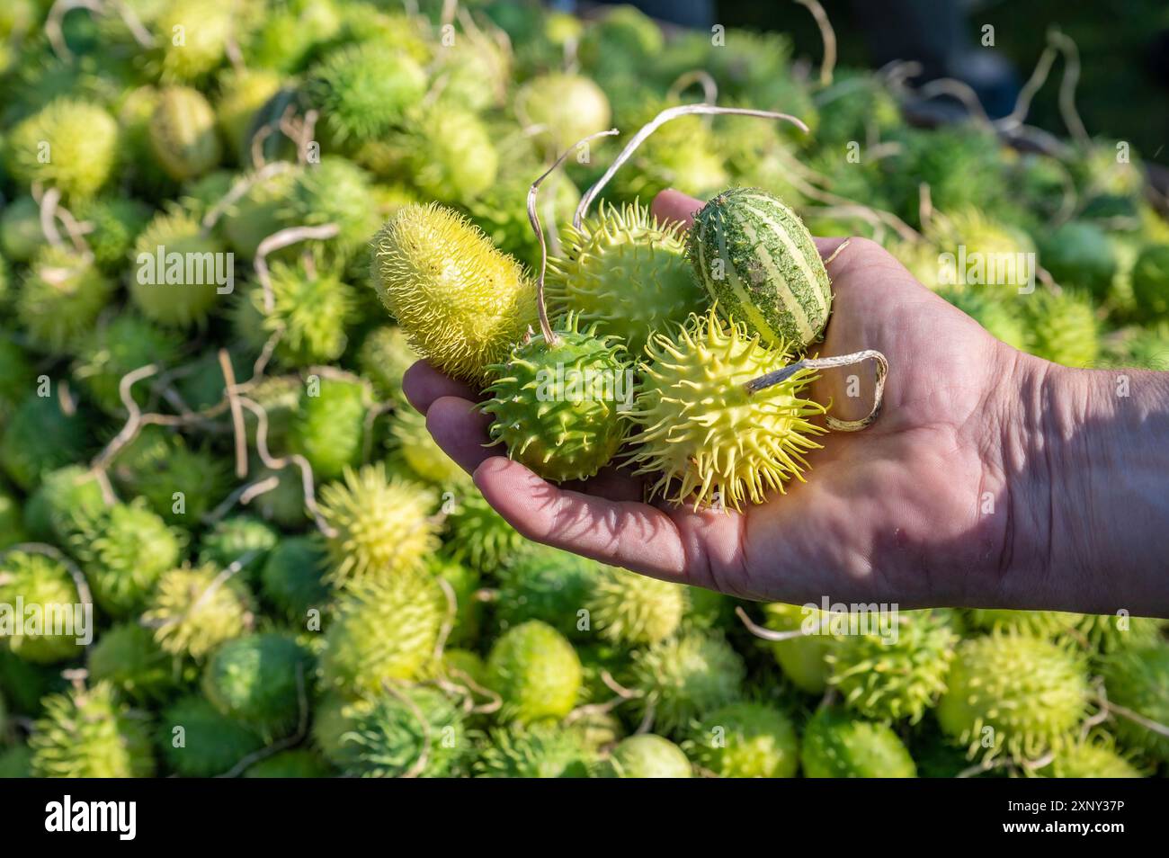 Le fermier blanc mâle tient de petits gourdes vertes richement ornementales dans sa main Banque D'Images