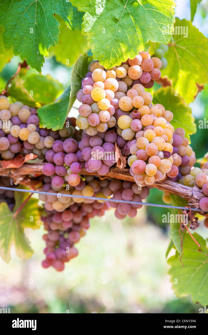 Gros plan des grappes de raisin violet jaune sont accrochées à une plante en septembre avant la récolte Banque D'Images