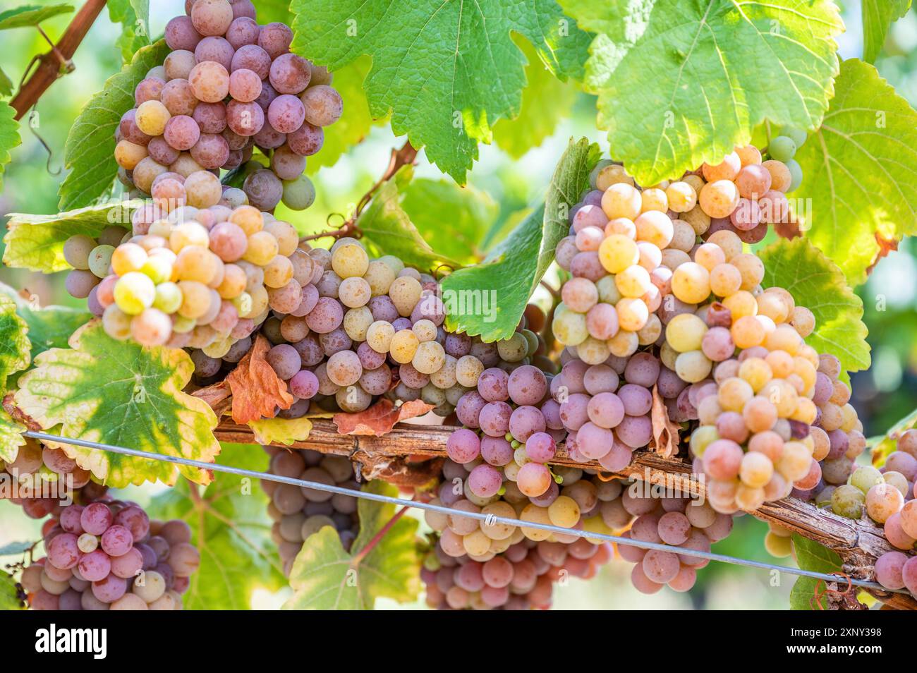 Gros plan des grappes de raisin violet jaune sont accrochées à une plante en septembre avant la récolte Banque D'Images