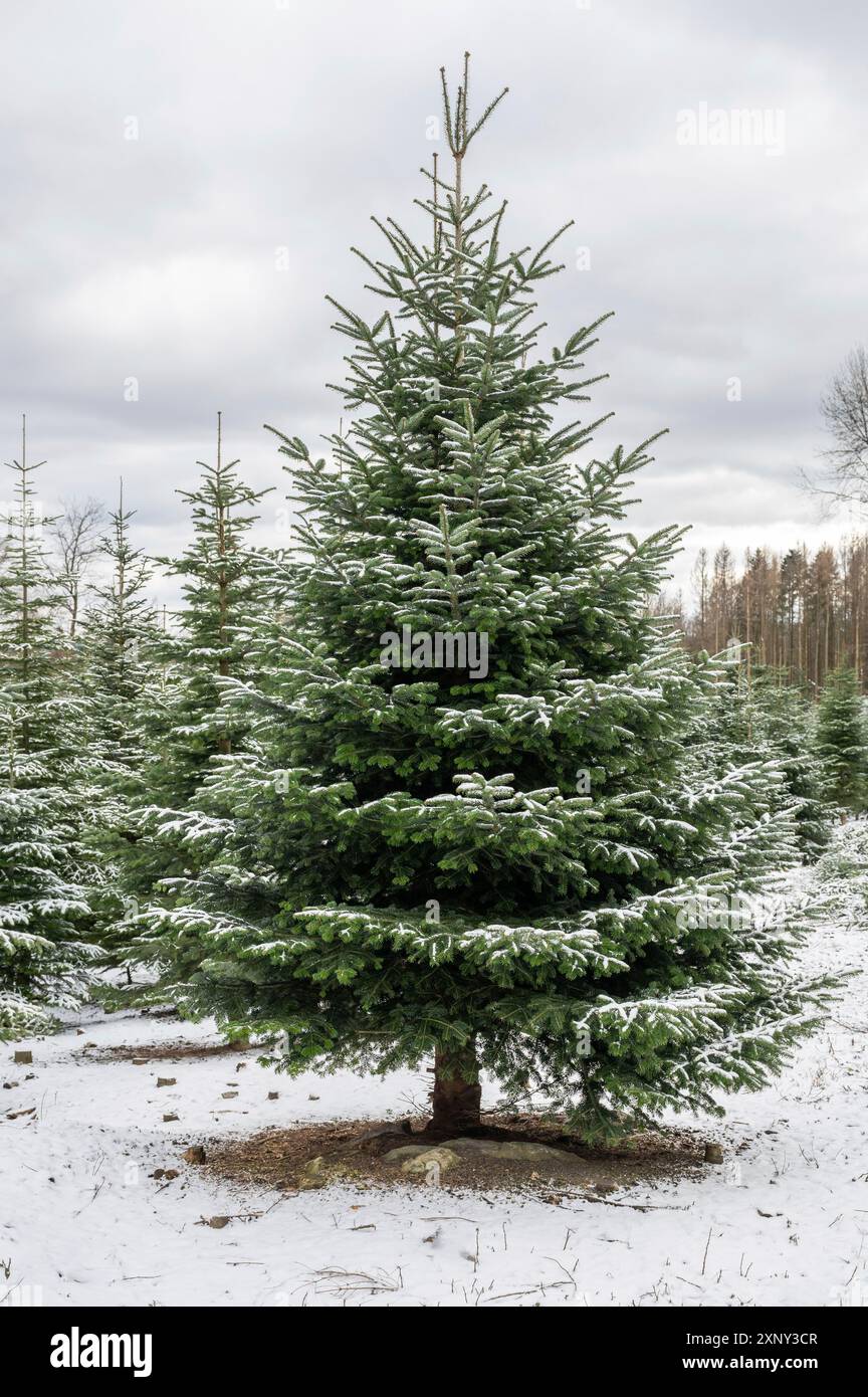 Feu unique en hiver avec neige, groupe d'arbres de feu en arrière-plan, Noël, Noël, tir vertical Banque D'Images