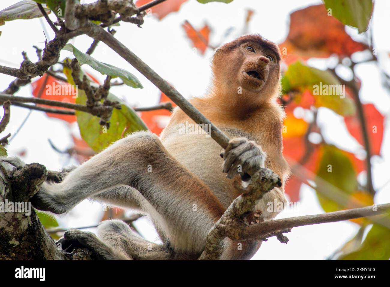 Singe proboscis femelle dans le parc national de Bako, à Bornéo, en Malaisie Banque D'Images