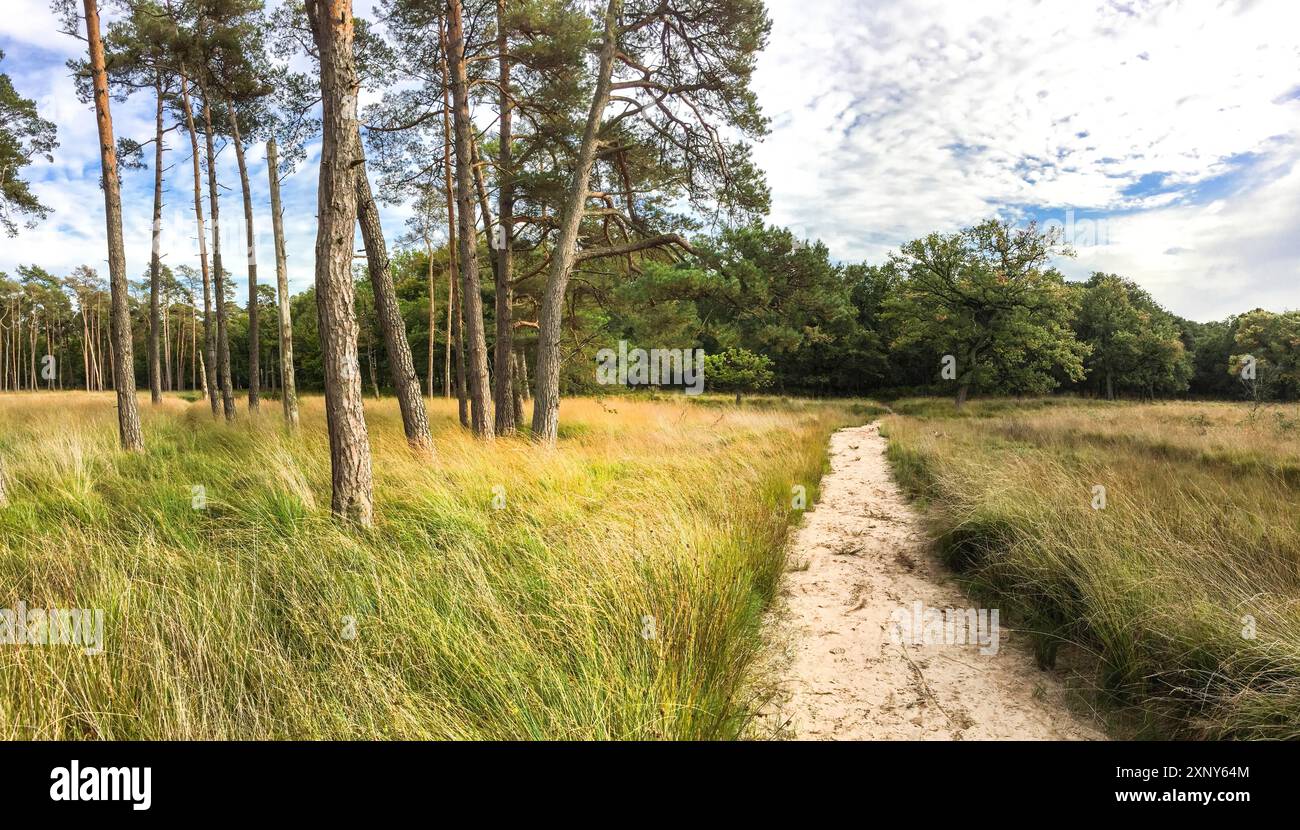 Randonnée sur le sentier d'aventure de la lande dans la Wald de Diersfordter sur le Rhin inférieur en Allemagne Banque D'Images